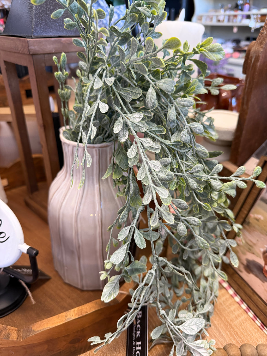 Hanging Boxwood Bush