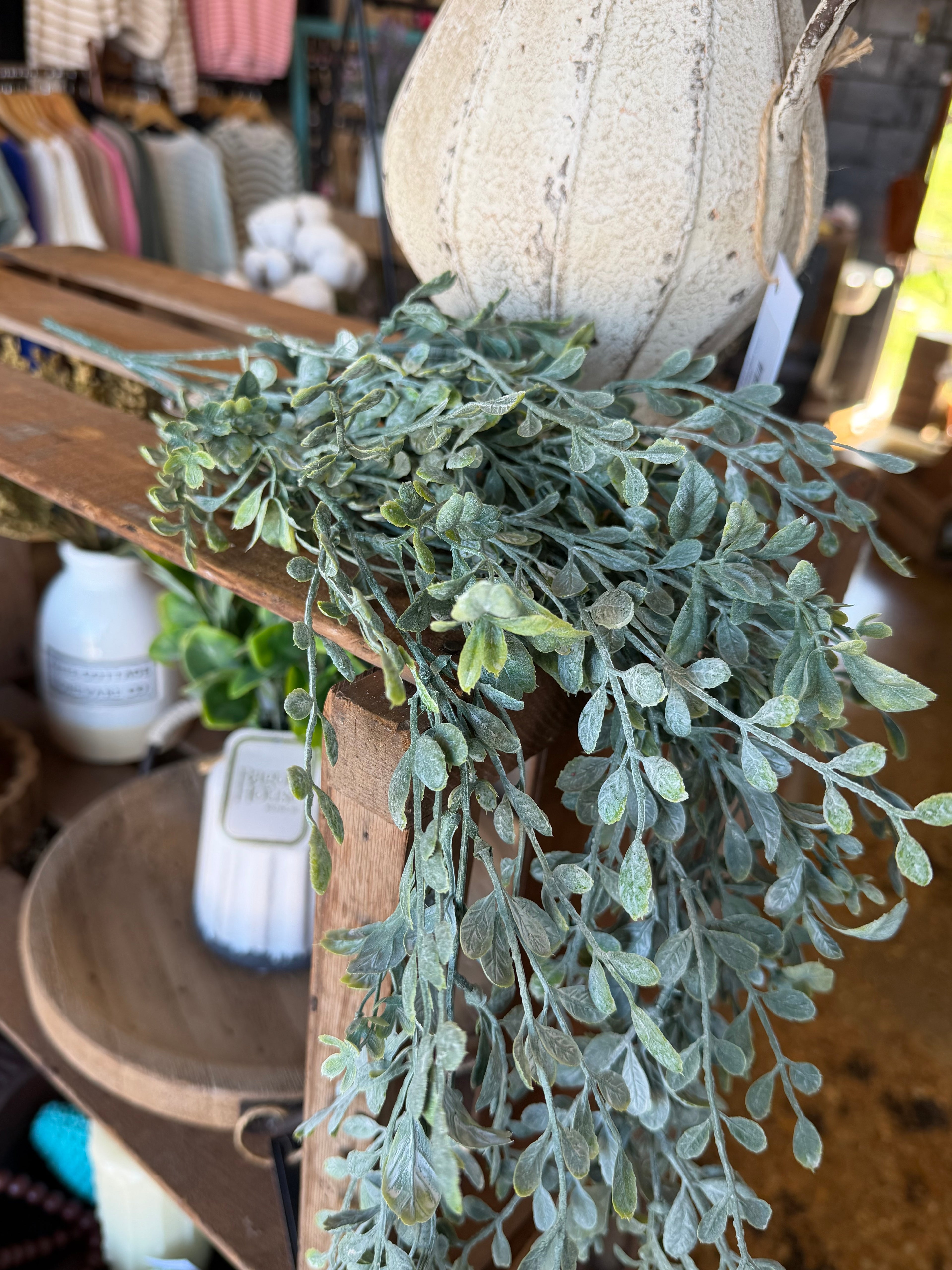Hanging Boxwood Bush